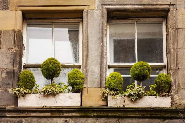 Caixas de janelas com plantas verdes — Fotografia de Stock