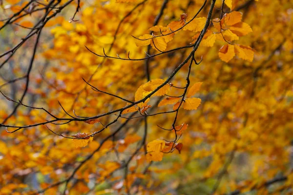 Bright forest foliage — Stock Photo, Image