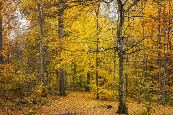 Coloful осінній ліс шлях — стокове фото