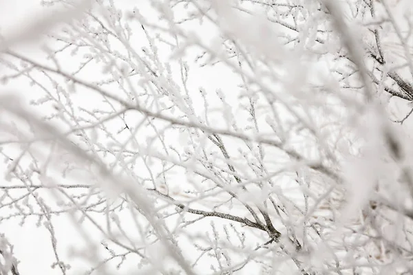 Vinter natur bakgrund — Stockfoto