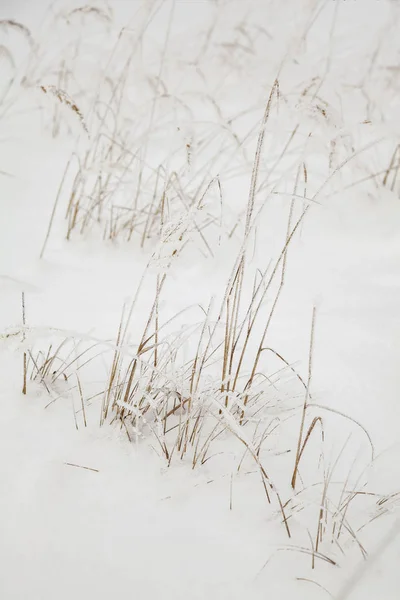 Grass through snow — Stock Photo, Image