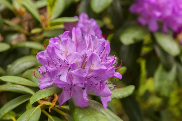 Bahçe Rhodoendron bitki — Stok fotoğraf