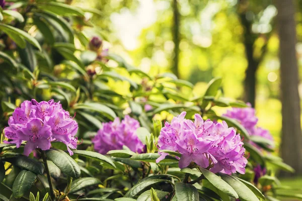 Garden Rododendron bush — Stock Photo, Image