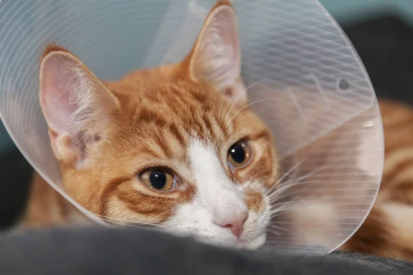 Cute ginger cat with cone — Stock Photo, Image