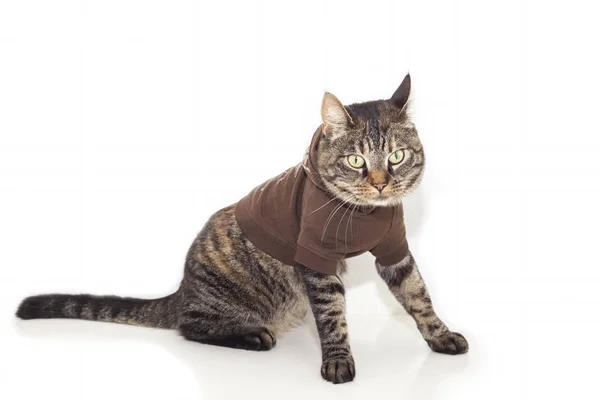 Kočka v jumperu — Stock fotografie
