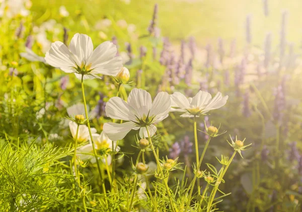 Yaz tarlada beyaz çiçekler — Stok fotoğraf