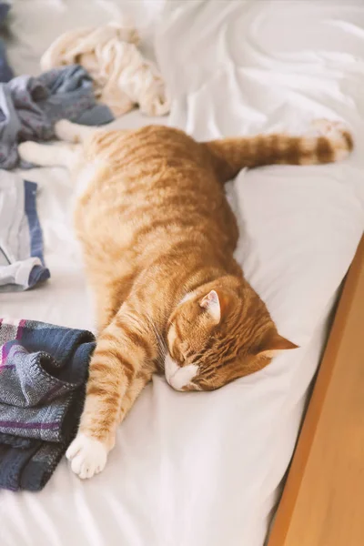 Gato rojo en la cama — Foto de Stock