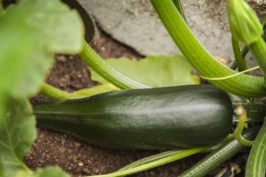 Squash yetiştirilen taze