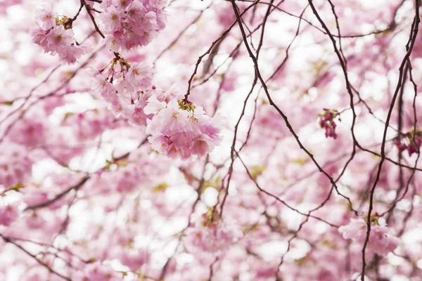 Pink cherry blossom tree — Stock Photo, Image