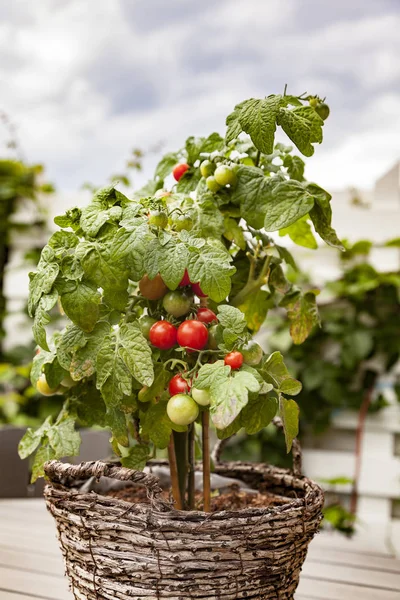 Potted garden tomato plant — Stock Photo, Image