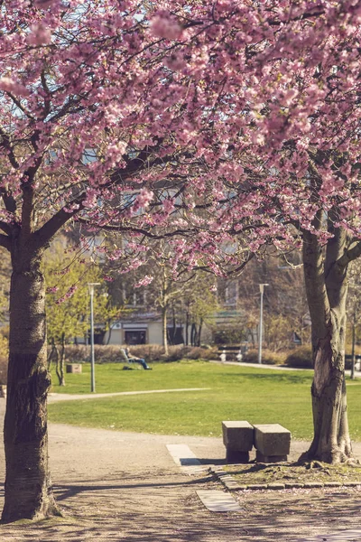 Park with cherry trees — Stock Photo, Image