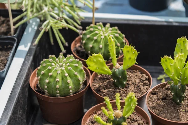 Piccole piante di cactus — Foto Stock