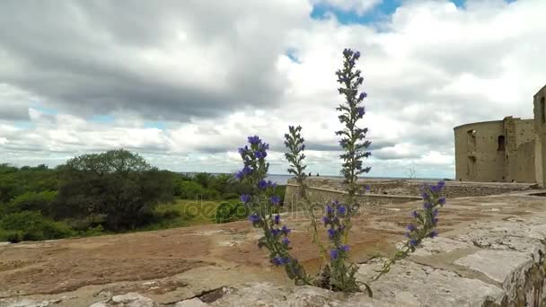 Plantera i sprickan — Stockvideo