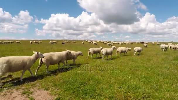 Овцы в поле в солнечный день — стоковое видео