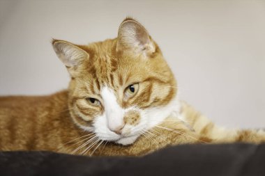 zencefil kedi arıyorum