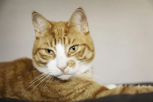 Ginger cat staring at something — Stock Photo, Image