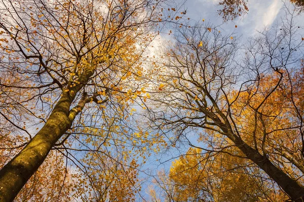 Autumnal trees against blue sky — Stock Photo, Image