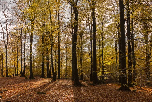 Træer i efteråret skov - Stock-foto