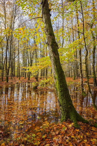 Árvore musgosa na floresta — Fotografia de Stock