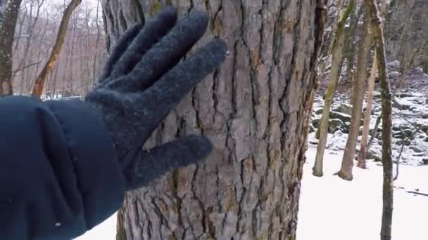 Mano Tocando Corteza Árbol Bosque Invierno — Vídeos de Stock