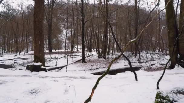 Sněží Lese Zimě — Stock video