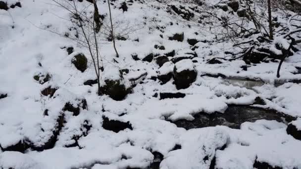 Arroyo Bosque Invernal — Vídeos de Stock