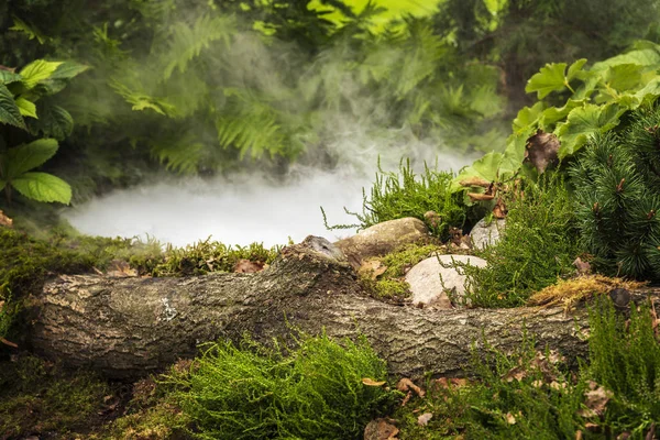 Bosque estanque humo — Foto de Stock