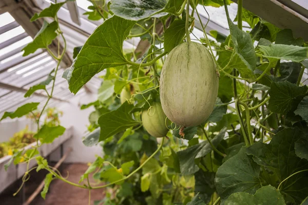 Greenhouse with melons — Stock Photo, Image