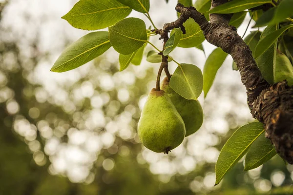 Pear fruits on tree — Stock Photo, Image