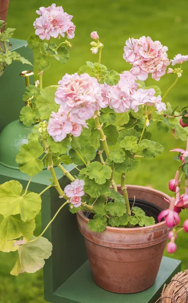 Geranio de jardín rosa — Foto de Stock
