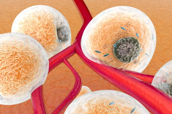 Жирові клітини на людських тканинах — стокове фото