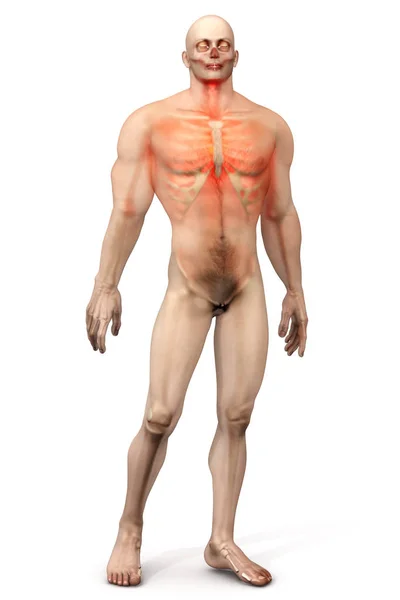 Anatomía masculina - Dolor torácico — Foto de Stock