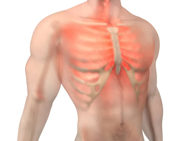 Anatomia masculina - Dor no peito — Fotografia de Stock