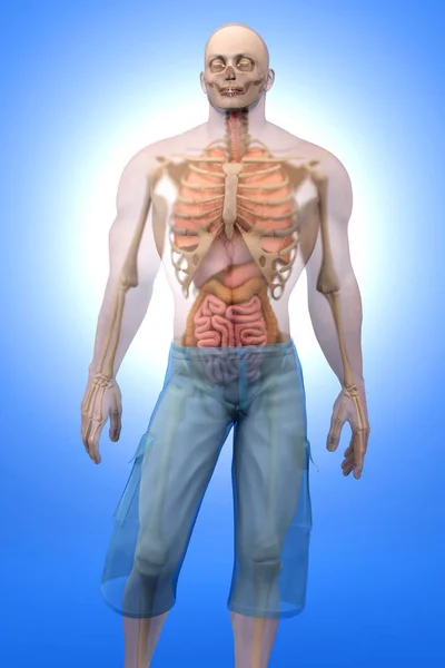Emberi anatómia visualization - belső szervek — Stock Fotó