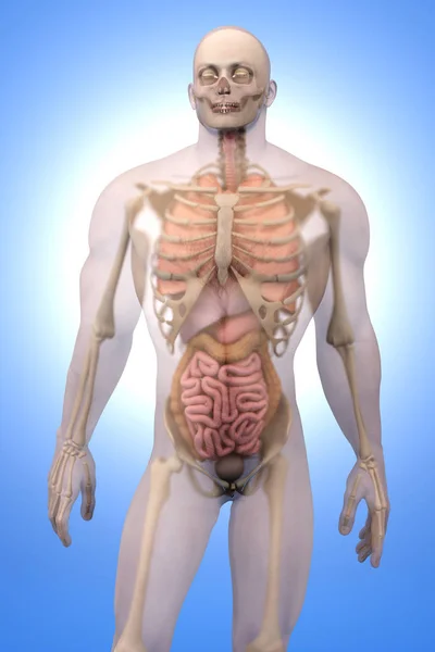 Human Anatomy visualization - Internal Organs — Stock Photo, Image