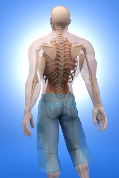 Visualização da anatomia humana - Órgãos internos — Fotografia de Stock