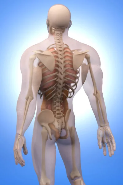 Visualización de la anatomía humana - Órganos internos — Foto de Stock