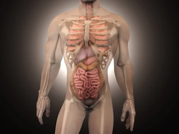 Emberi anatómia visualization - belső szervek — Stock Fotó