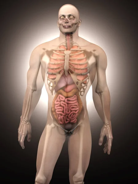 Menselijke anatomie visualisatie - interne organen — Stockfoto