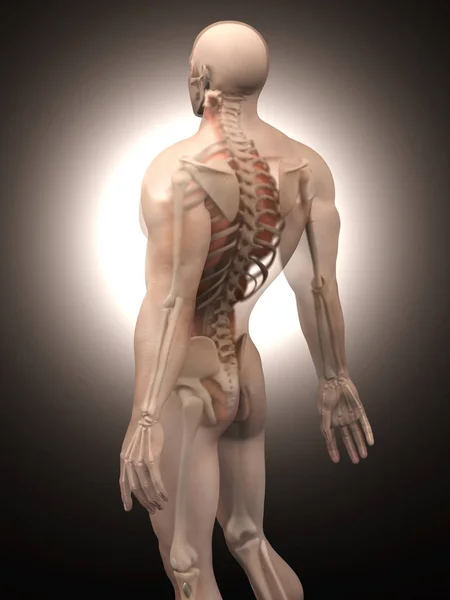 Visualización de la anatomía humana - Órganos internos —  Fotos de Stock