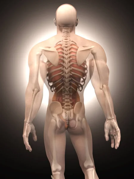 人类解剖可视化-内部器官 — 图库照片