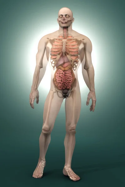 Ludzkiej anatomii wizualizacji - narządy wewnętrzne — Zdjęcie stockowe