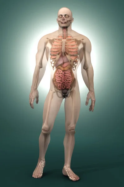 Human Anatomy visualization - Internal Organs — Stock Photo, Image