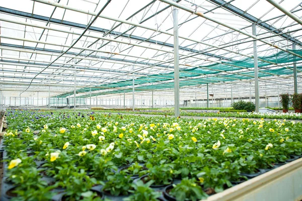 Flowers and plants in a greenhouse — Stock Photo, Image