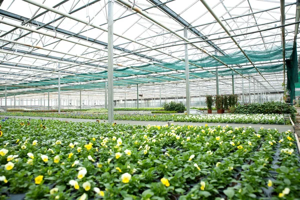 Fiori e piante in una serra — Foto Stock