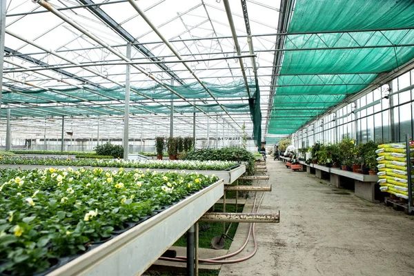 stock image Flowers and plants in a greenhouse