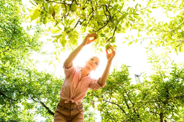 Una joven cosechando manzanas orgánicas en su jardín — Foto de Stock