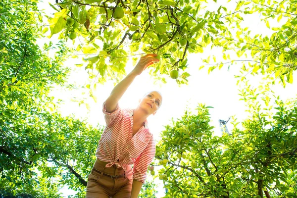 Seorang wanita muda panen apel organik di kebunnya — Stok Foto