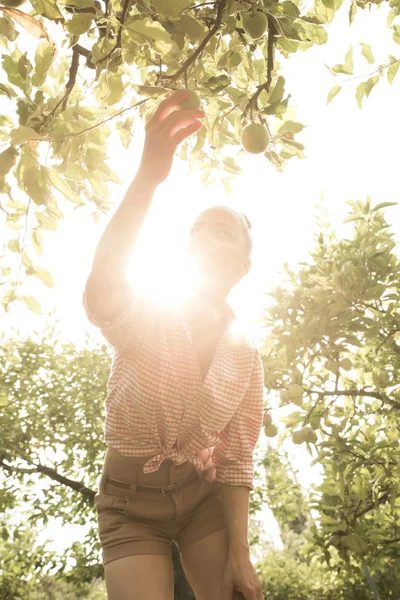 Una joven cosechando manzanas orgánicas en su jardín — Foto de Stock