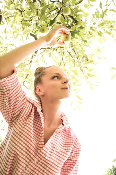 Молодая женщина собирает органические яблоки в своем саду — стоковое фото